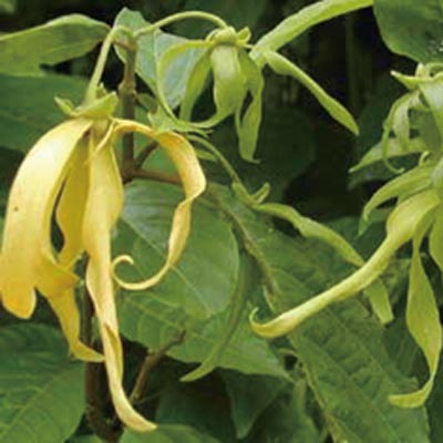 m Ylang-Ylang 
PI: